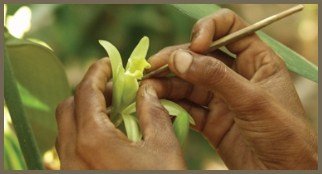 Natural Vanilla Store USA | Organic Vanilla Pods Cultivation | Vanilla Pod Pollination