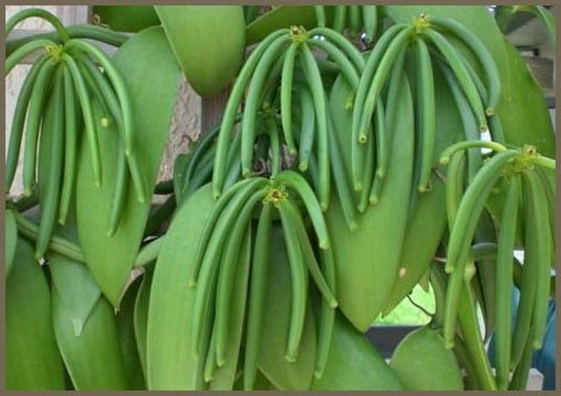Natural Vanilla Store USA | Organic Vanilla Pods Cultivation | Green Vanilla Planifolia